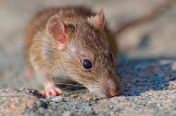 Какие болезни и инфекции передаются грызунами (крысами и мышами)
