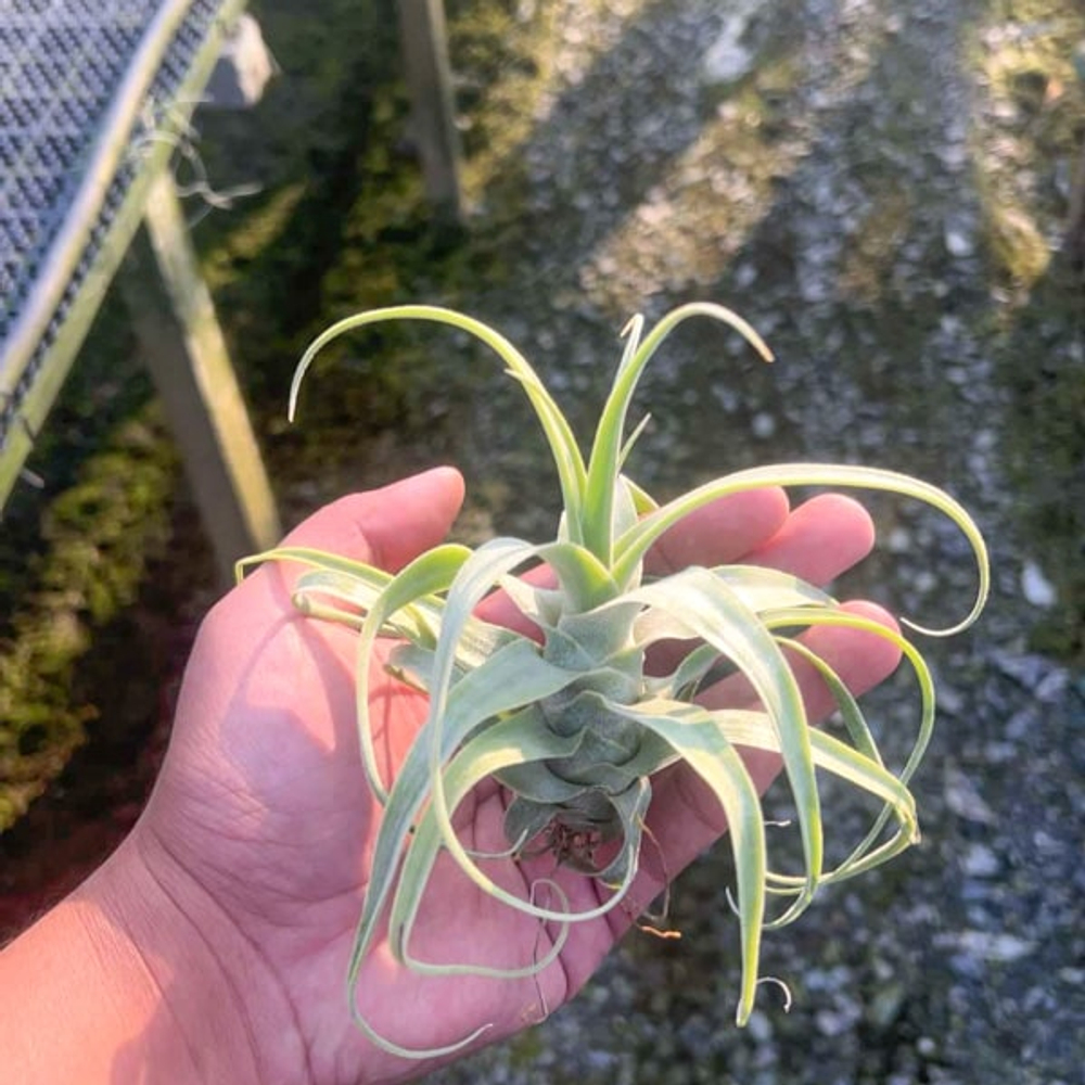 Тилландсия diguetti