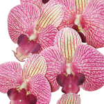 Искусственные Орхидеи 2 ветки тигровые малиновые латекс 55см в кашпо