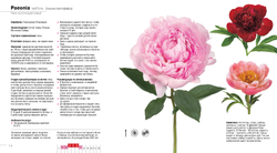 Цветы в срезке от A до Z. Часть 2 (H-Z). Каталог-справочник