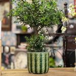 Кашпо зелёное