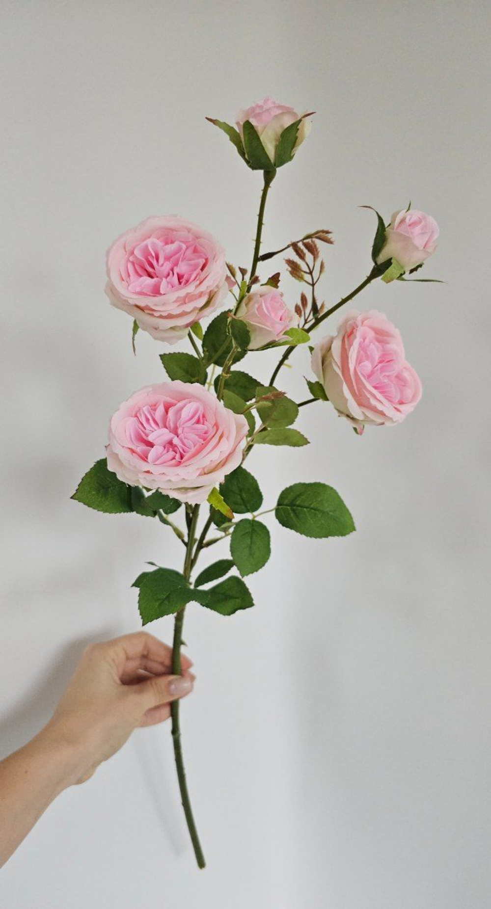 Роза пионовидная / Арт 2364