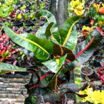 Кротон MANEE NAKKARAT