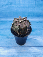 Gymnocalycium T-Rex Pink hybride (Гимнокалициум T-rex)