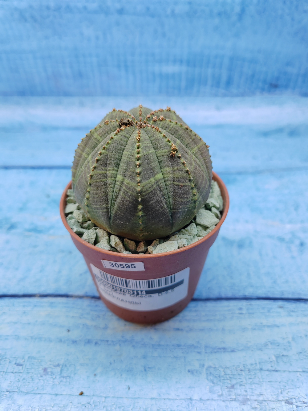 Euphorbia Obesa (Эуфорбия)