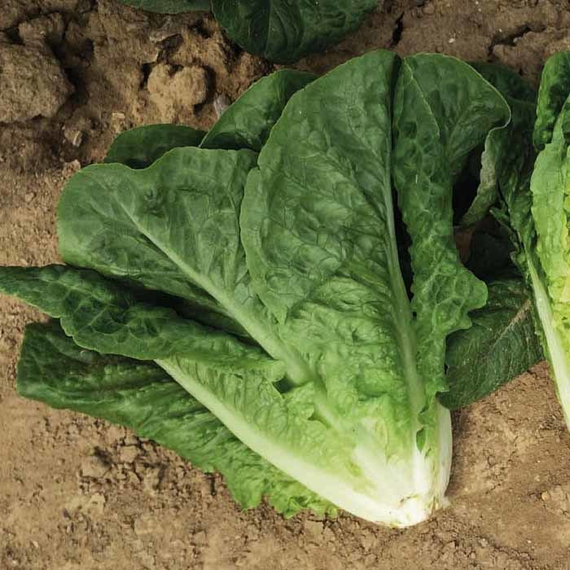 Скала семена салата ромэн (Nunhems / Нюнемс) – фото 2