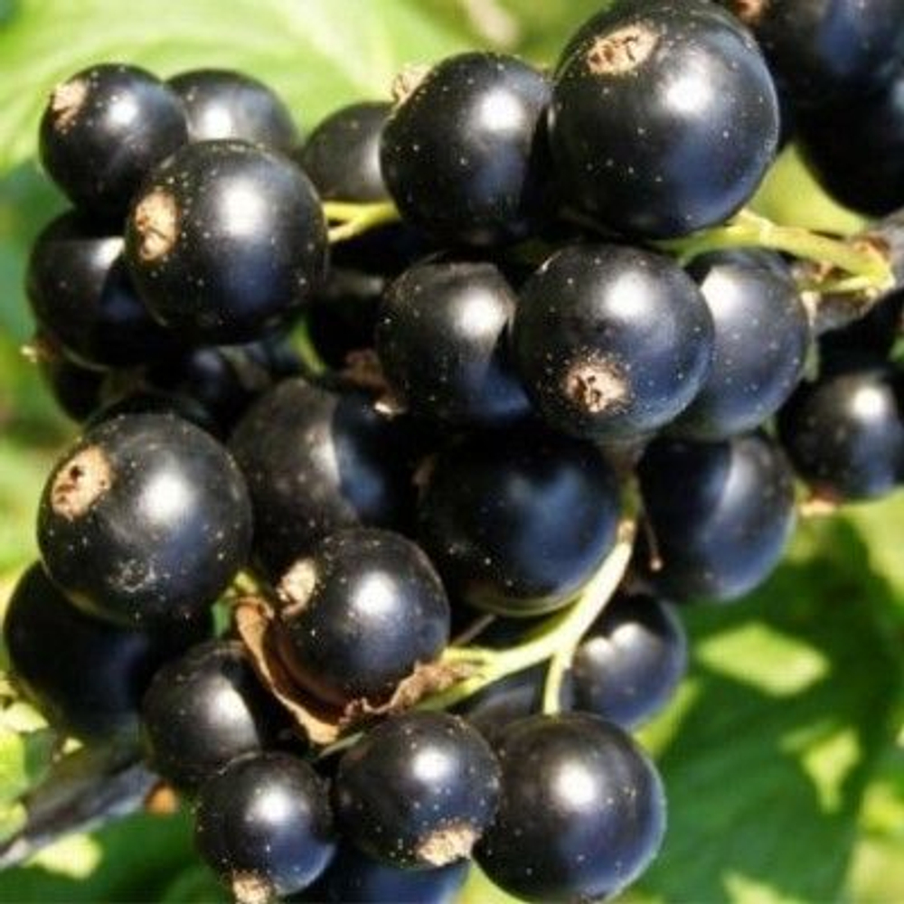 Смородина черная Багира саженец ОКС.