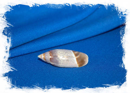 Олива акумината (Agaronia acuminata)