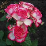 Роза спрей Имара С4