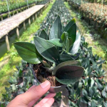 Сциндапсус TREUBI DARK