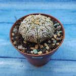 Astrophytum Asterias "Super Kabuto" (Астрофитум)