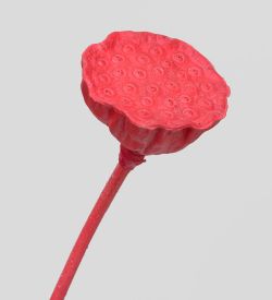 TR 603M Росток семени Лотоса