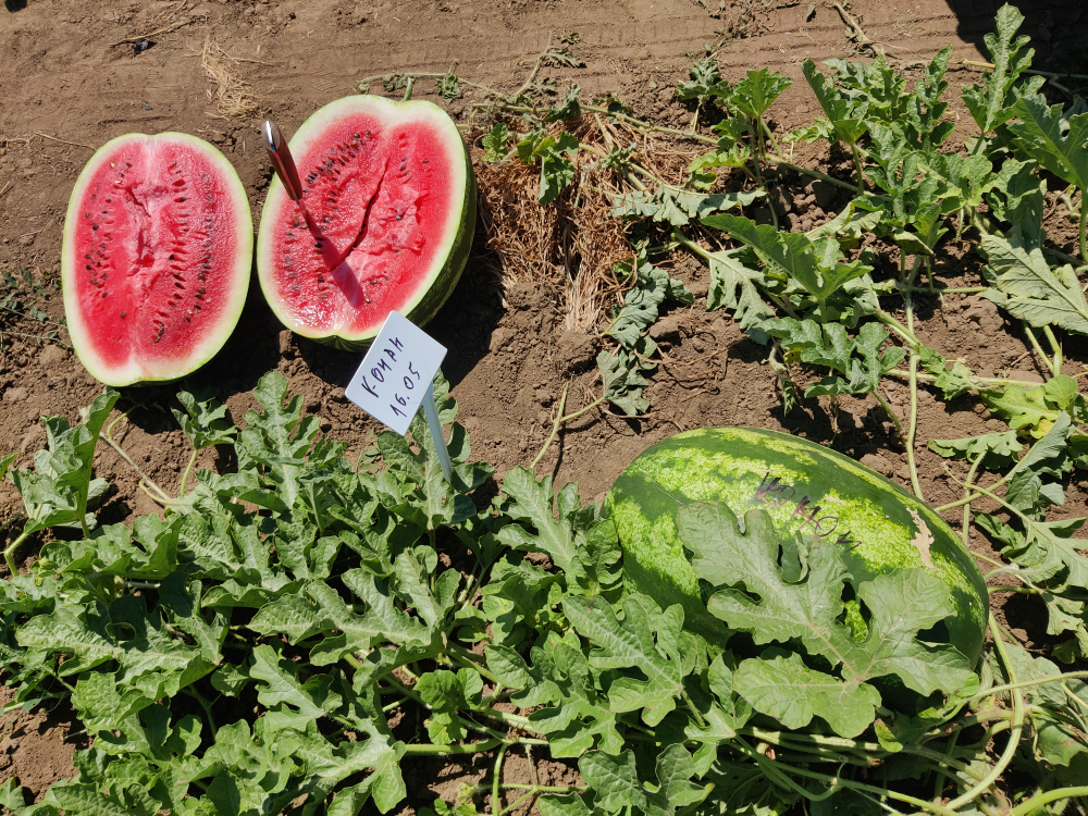 Конан F1 семена арбуза ( Yuksel Tohum / )