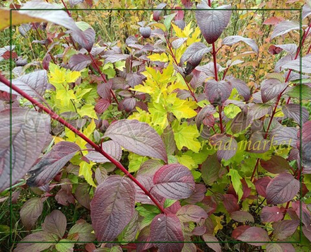 Дерен Аргентум