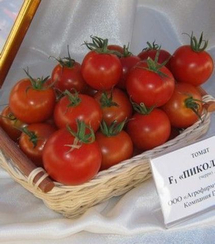 Пиколино F1 семена томата индетерминантного (De Ruiter Seeds / Де Ройтер Сидс)