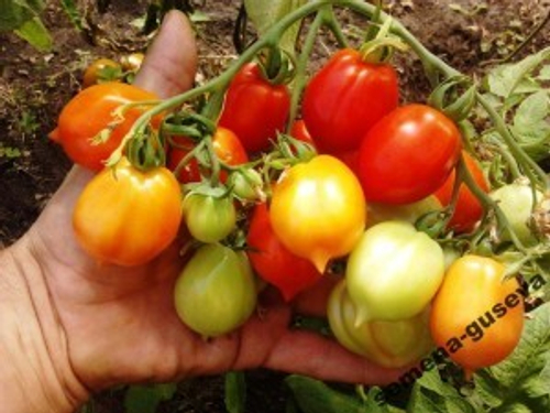 Помидоры Geranium Kiss