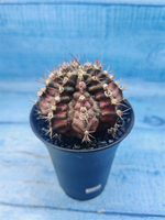 Gymnocalycium T-Rex Pink hybrid (Гимнокалициум)