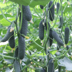 Бьерн F1 семена огурца партенокарпического (Enza Zaden / Энза Заден)