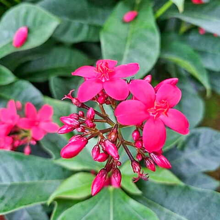 Ятрофа цельнокрайняя розовая