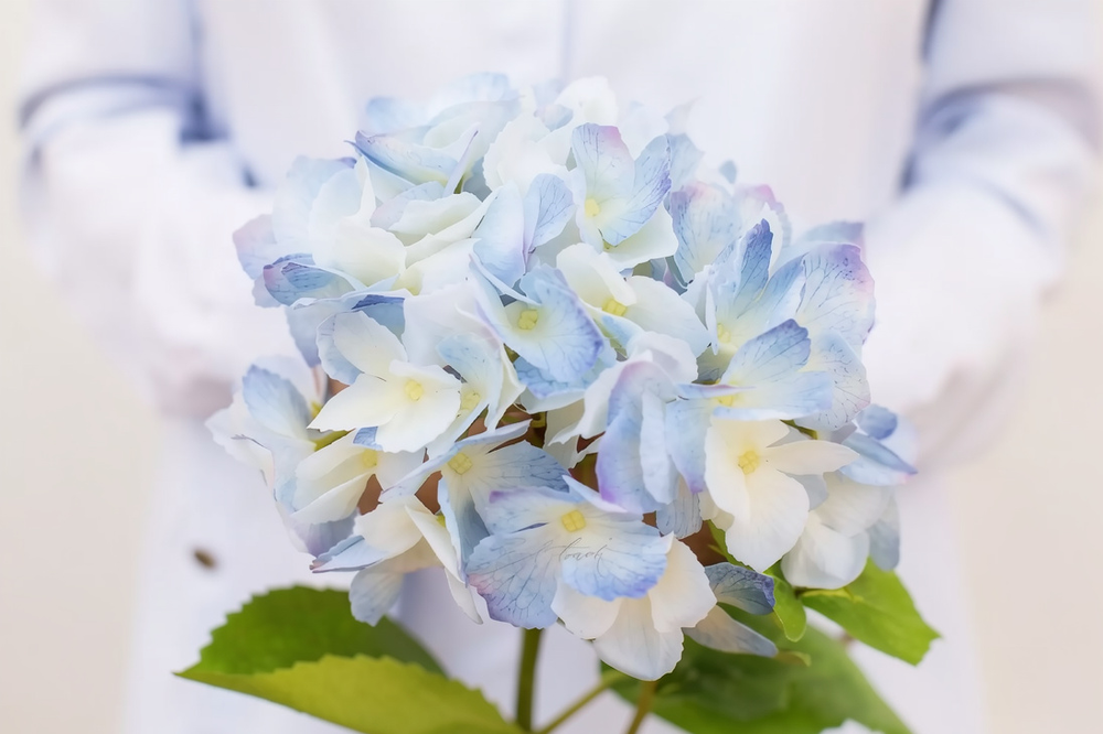 Гортензия с зубчиками на стебле