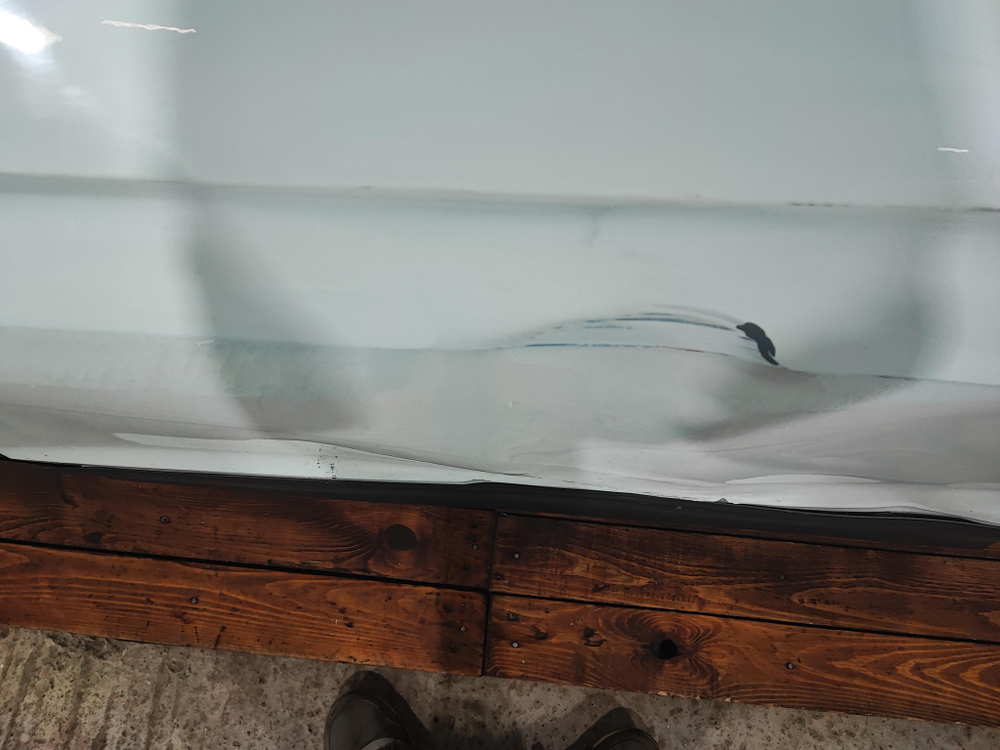 Дверь передняя левая Volkswagen Tiguan 2 16-нв Б/У Оригинал 5NA831311E