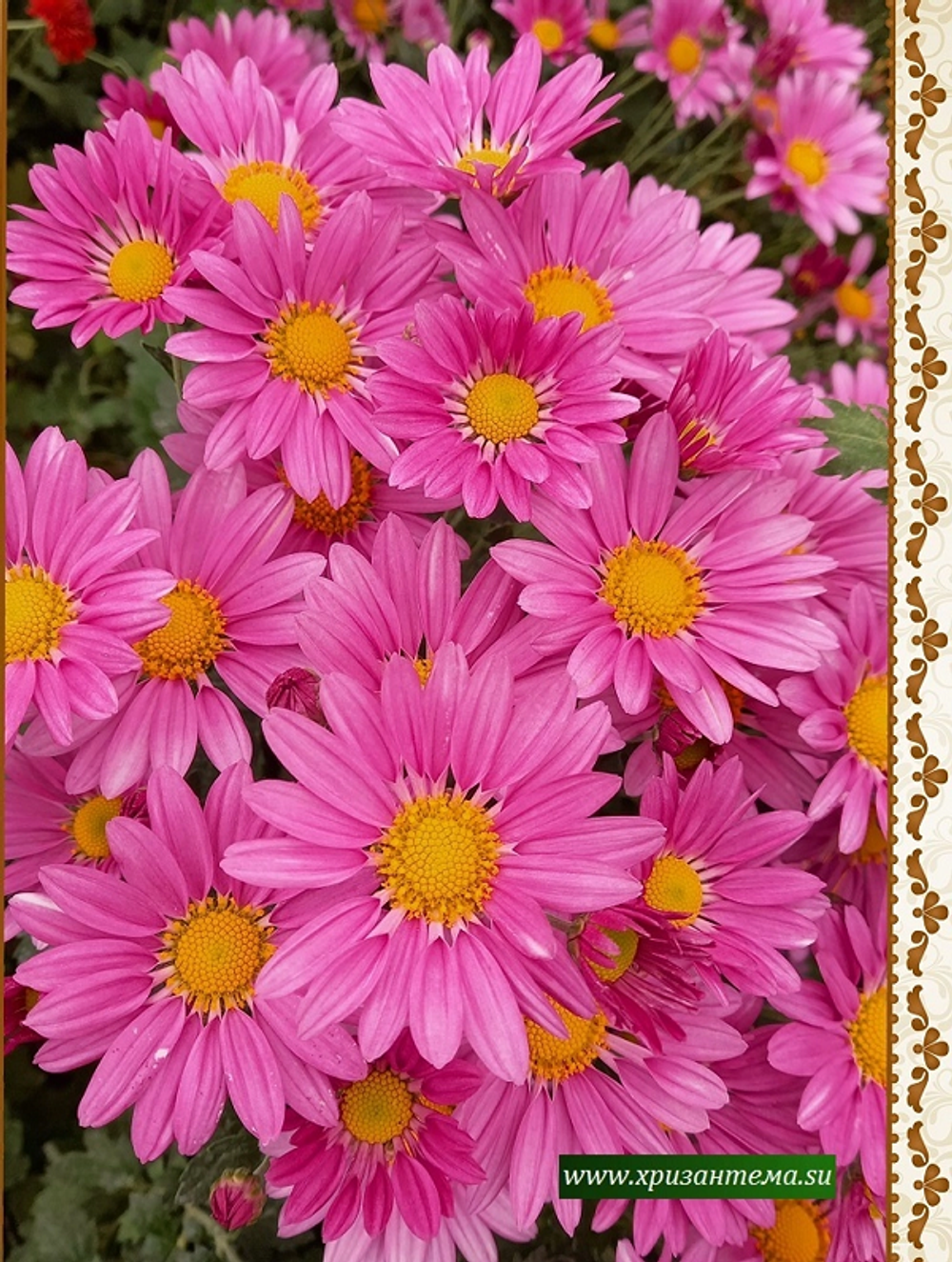 Зимостойкая хризантема Тролль розовый 🌻 ☘ з.64 (отгрузка август - сентябрь 2025г)