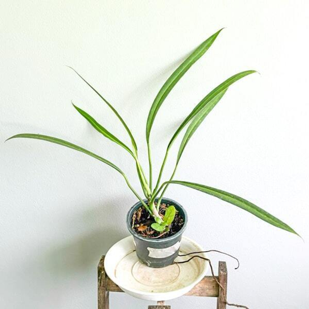 Филодендрон ALTERNANS