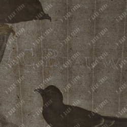 Зепп Ян Кристиан. Пара буревестников. Гравюра на меди, акварель. Амстердам. 1797 г.