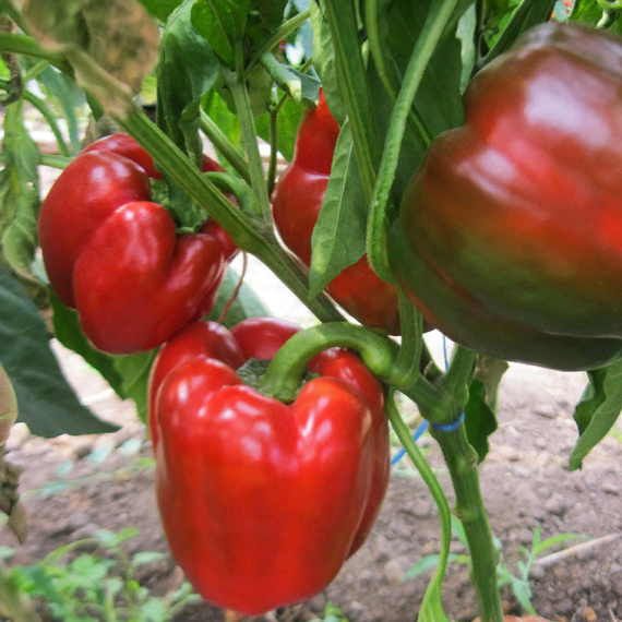 Саломон F1 семена перца сладкого (Clause / Клос) – фото 2