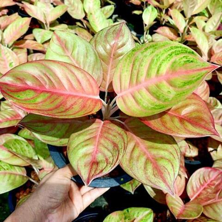 Аглаонема THAI GOLDEN