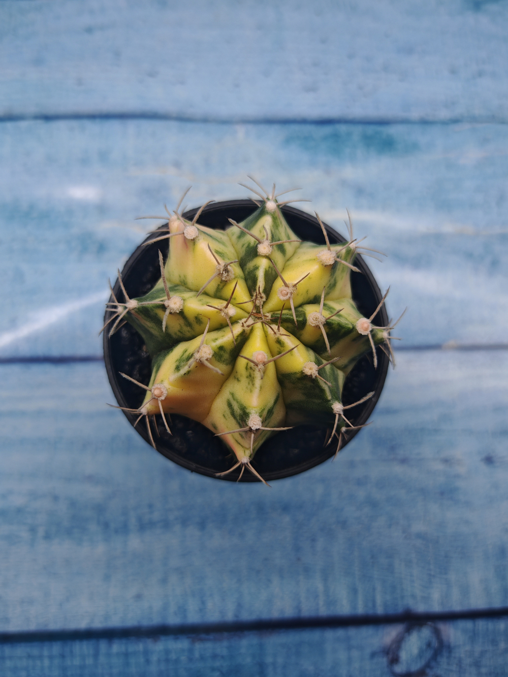 Gymnocalycium Variegata (Гимнокалициум Вариегатный)
