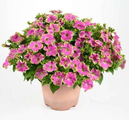 Петуния Amazonas Pink Makaw