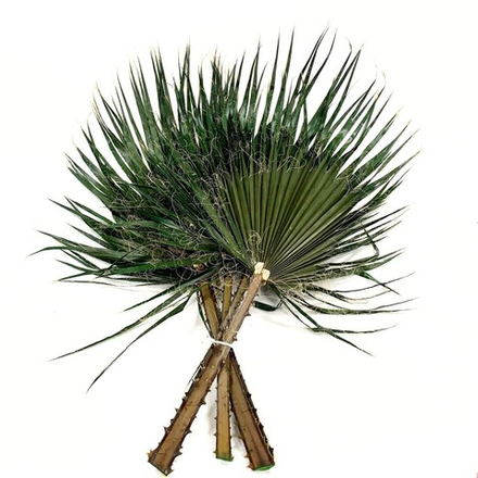 Лист пальмы стабилизированный 60х80см