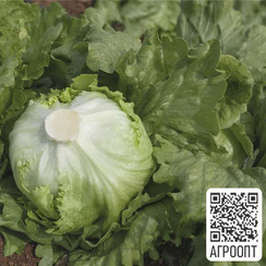 Новис семена салата айсберг (Bejo / Бейо)