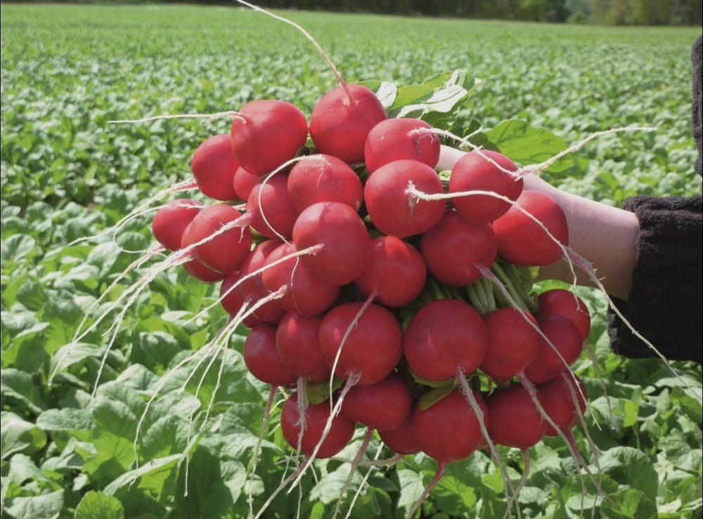 Редис Розетта F1 - Rosetta F1 (новинка) 10000 семян