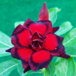 Адениум BLACK HALO