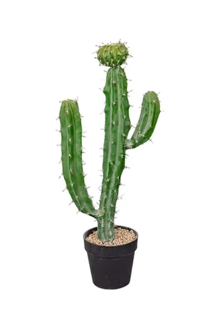 Кактус Цереус Валидус 62см