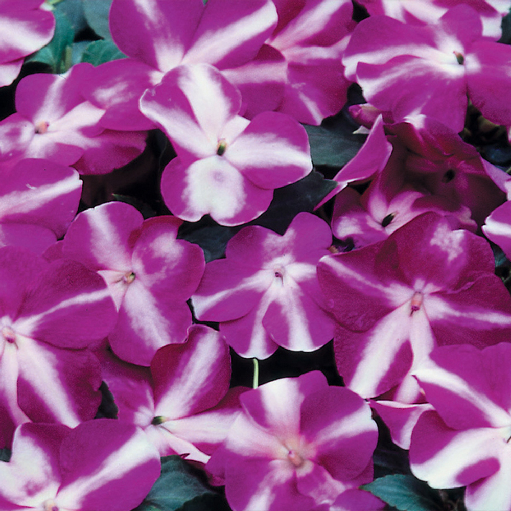 Бальзамин Уоллера Баланс F1 Виолет Стар 10шт Мировые Семена VITA GREEN