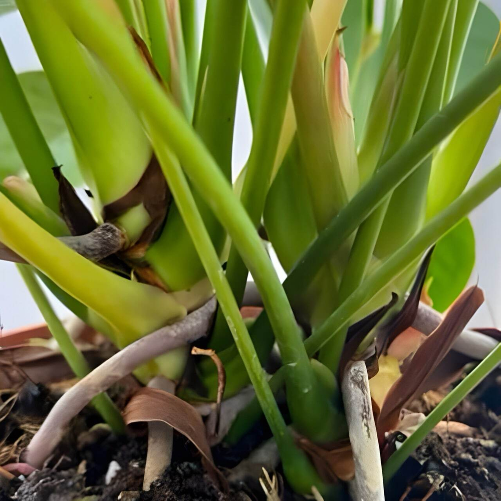 Антуриум Андрэ ARAMON