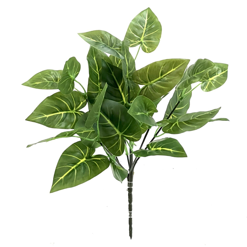 Алоказия куст GF