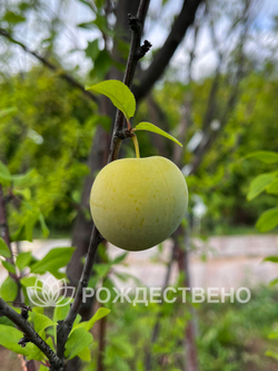 Алыча Мара