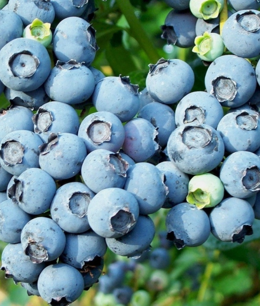 Голубика высокорослая БЛЮКРОП С3 Закупка М44 апрель 2026 Голубика высокорослая БЛЮКРОП С3 Закупка М44 апрель 2026