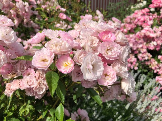 Роза Хевенли Пинк штамб 130-140 см Закупка М21 весна 2026