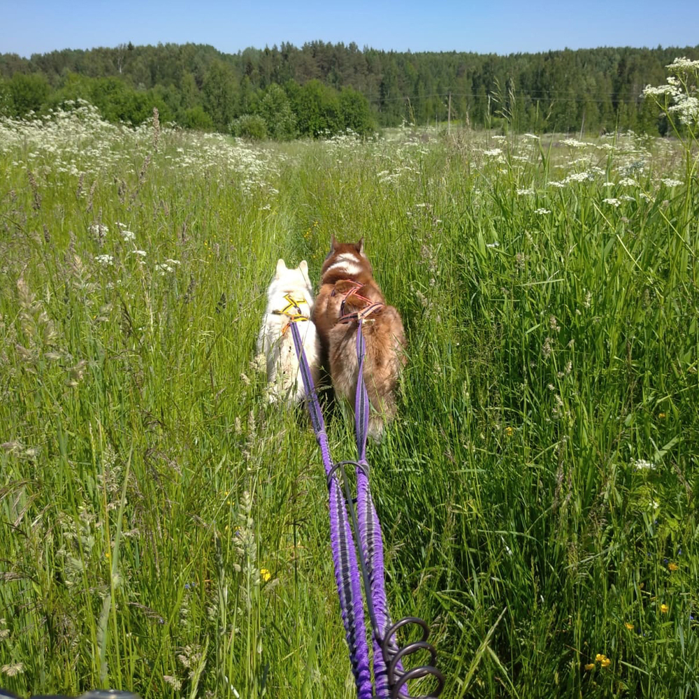 потяг на 2 собаки фиолетовый на хаски