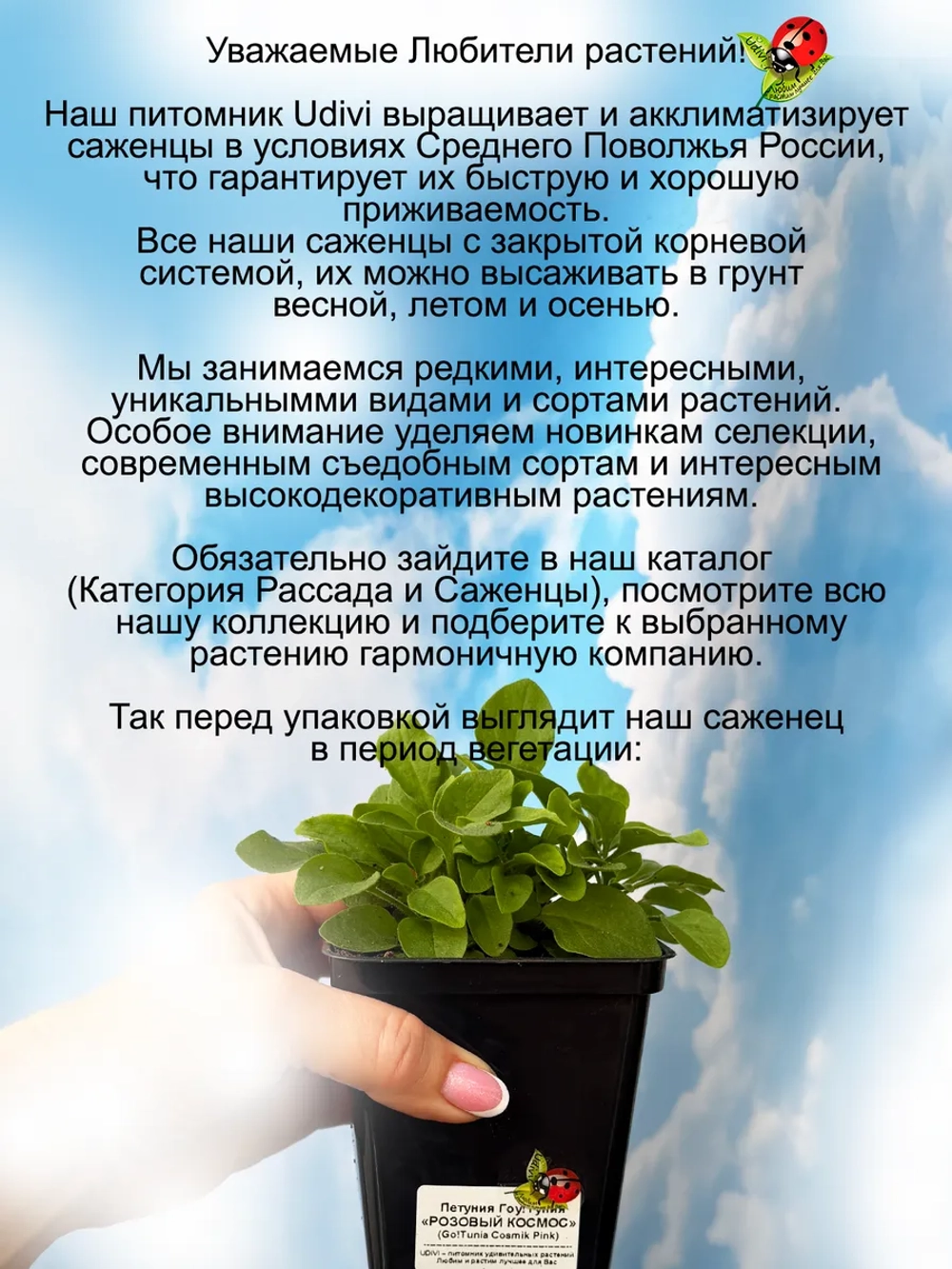 Петуния Розовый космос Гоутуния Космик Пинк