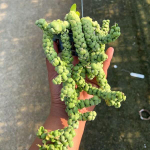 Дисхидия IDEAMINUBU