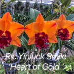 Орхидея ринхолелиокаттлея RLC. YINLUCK SMILE 'HEART OF GOLD'
