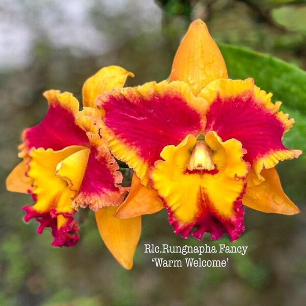 Орхидея ринхолелиокаттлея RLC. RUNGNAPHA FANCY 'WARM WELCOME'