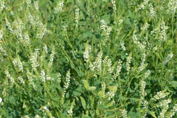 Донник Травяной сбор 60г