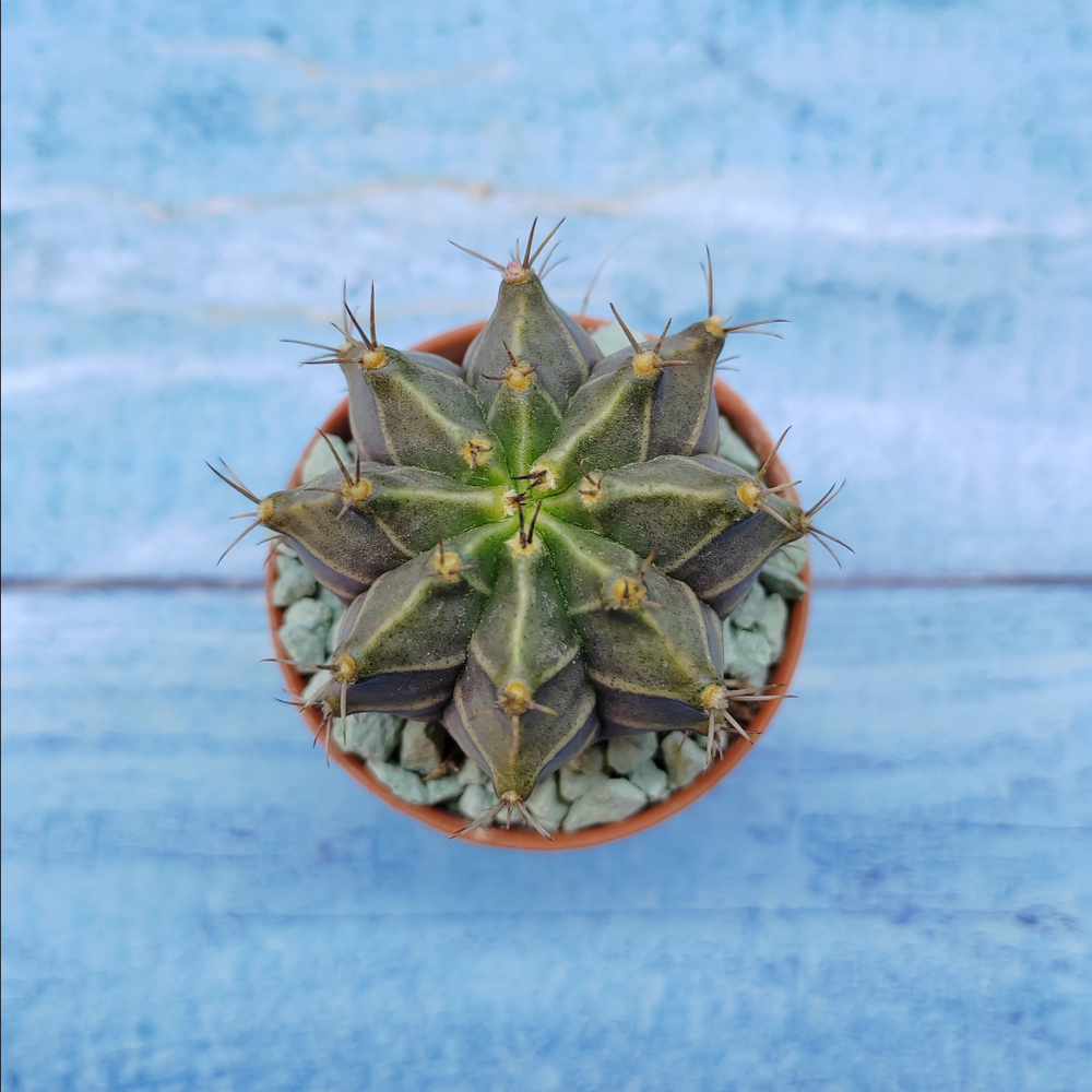 Gymnocalycium Friedrichii (Гимнокалициум)